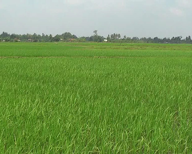Chuyển đất trồng lúa sang đất trồng cây lâu năm